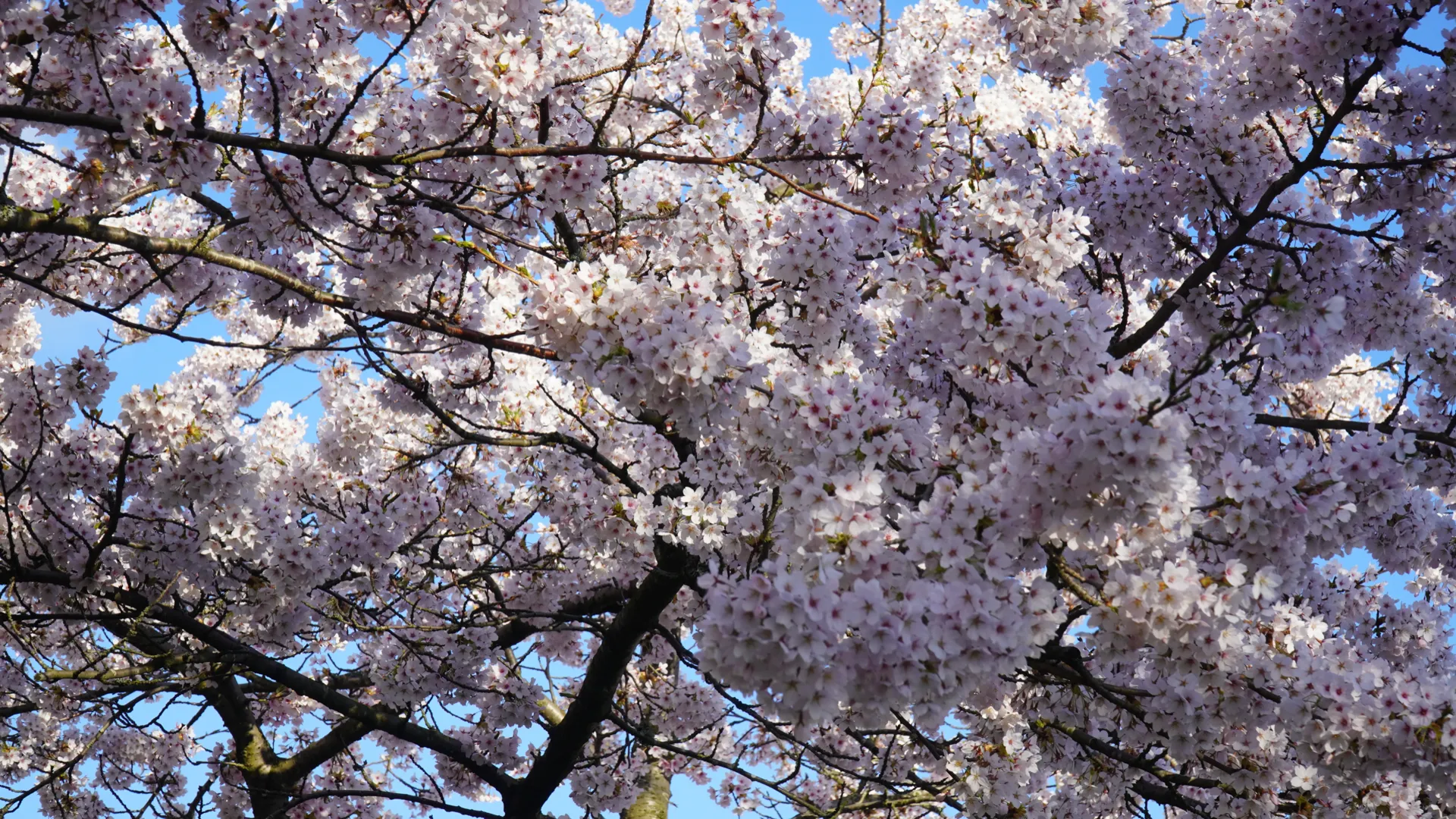 Cherry Blossom